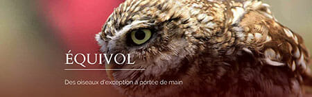 Falconry Exhibitions